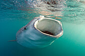 Whale Shark (Rhincodon typus) filter feeding, Gulf of Tadjoura, Indian Ocean