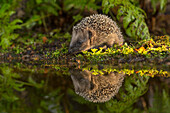 Brown-breasted Hedgehog (Erinaceus europaeus) sub-adult near water, Europe