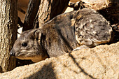Rock Hyrax (Procavia capensis), Sudan