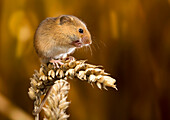 Harvest Mouse (Micromys minutus)on wheat ear, Suffolk, England