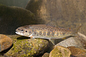 Brown Trout (Salmo trutta), Croatia