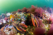 American Lobster (Homarus americanus) feeding on sea urchin, Bonne Bay, Newfoundland, Canada