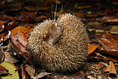 Greater Hedgehog Tenrec (Setifer setosus) in defensive posture rolled into a ball, Palmarium Reserve, Madagascar