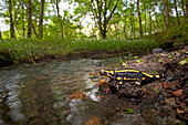 Fire Salamander (Salamandra salamandra) near stream, France