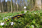Fire Salamander (Salamandra salamandra) in forest, Germany
