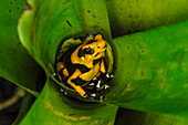Red-banded Poison Frog (Dendrobates lehmanni) in bromeliad, Cauca, Colombia