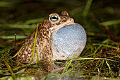 Natterjack Toad (Epidalea calamita) calling, Oss, Netherlands