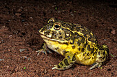 Edible Bullfrog (Pyxicephalus edulis), Marakele National Park, Limpopo, South Africa