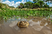 Edible Bullfrog (Pyxicephalus edulis) in waterhole, Marakele National Park, Limpopo, South Africa