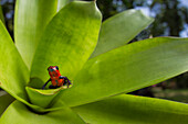 Strawberry Poison Dart Frog (Oophaga pumilio) in bromeliad, Costa Rica