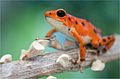 Strawberry Poison Dart Frog (Oophaga pumilio), bastimentos morph, Bastimentos Island, Panama