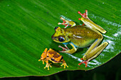 Canal Zone Treefrog (Hypsiboas rufitelus) and Golden Palm Tree Frog (Dendropsophus ebraccatus), El Valle, Panama