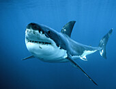 Great White Shark (Carcharodon carcharias), Neptune Islands, Australia