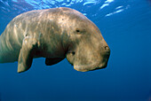 Dugong (Dugong dugon), Lamen Bay, Epi Island, Vanuatu