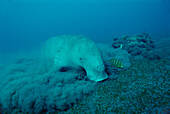 Dugong (Dugong dugon) feeding on sea grass, Lamen Bay, Epi Island, Vanuatu