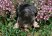 European Mole (Talpa europaea) having just emerged