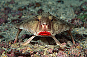 Rosy-lipped Batfish (Ogcocephalus porrectus), Cocos Island, Costa Rica