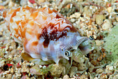 True Conch (Strombus sp) 40 feet deep, Solomon Islands