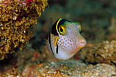 Puffer Fish (Canthigaster sp) 70 feet deep, Solomon Islands