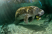 West Indian Manatee (Trichechus manatus), Florida