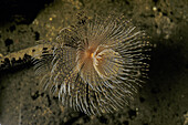 Spiral tube worm from coast of northern spain