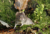 Bank Vole (Clethrionomys glareolus) adult, amongst moss and fallen leaves, Peak District, Derbyshire, England