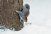 Eastern Grey Squirrel (Sciurus carolinensis) introduced species, adult, decending tree trunk in snow, Ashdown Forest, East Sussex, England, winter