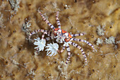 Pom-pom Crab (Lybia tesselata) adult, with Anemones (Bunodeopsis, Triactis sp) on claws for protection on hard coral, Seraya, Bali, Lesser Sunda Islands, Indonesia, December