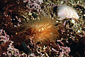 Gaping File Shell (Limaria hians) adult, with tentacles extended, amongst maerl in sea loch, Loch Carron, Ross and Cromarty, Highlands, Scotland, June