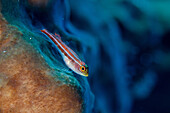 Striped Triplefin (Helcogramma striatum) adult, resting on sponge, Gili Lawa Laut, near Komodo Island, Komodo National Park, Lesser Sunda Islands, Indonesia, July