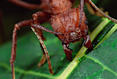 Leafcutter Ant (Acromyrmex octospinosus) worker cutting Papaya leaf, Honduras
