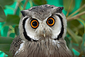 Southern White-faced Owl (Ptilopsis granti) portrait, native to southern Africa