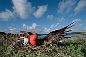 Great Frigatebird (Fregata minor) recently formed pair, female inspecting male in courtship display with extended gular pouch, Genovesa Tower Island, Galapagos Islands, Ecuador