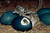 Emu (Dromaius novaehollandiae) hatchling sitting among eggs, one of which is in the process of hatching, South Australia, Australia