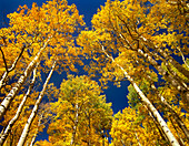 Quaking Aspen (Populus tremuloides) grove in fall colors, Maroon Bells, Snowmass Wilderness, Colorado