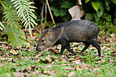 Collared Peccary (Tayassu tajacu) foraging in lowland rainforest, Braulio Carrillo National Park, Costa Rica