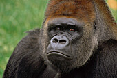 Western Lowland Gorilla (Gorilla gorilla gorilla) silverback male portrait, Africa