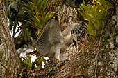 Harpy Eagle (Harpia harpyja) recently fledged seven month old wild chick, in nest 40 meters up a Kapok tree with foot in trap, Cuyabeno Reserve, Amazon rainforest, Ecuador