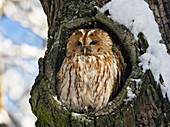 Tawny Owl (Strix aluco) in nest hole, Bavaria, Germany