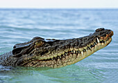 Saltwater Crocodile (Crocodylus porosus) at surface, Oro Bay, Papua New Guinea