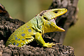 Eyed Lizard (Lacerta lepida) displaying, Seville, Spain