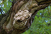 European Hornet (Vespa crabro) nest in Oak (Quercus sp) tree