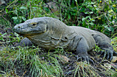 Komodo Dragon (Varanus komodoensis), Nusa Tenggara, Indonesia