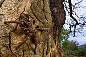 Tarantula (Theraphosidae)aka Baboon Spider on tree, Gorongosa National Park, Mozambique