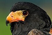 Bateleur Eagle (Terathopius ecaudatus) portrait, Netherlands