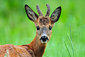 Western Roe Deer (Capreolus capreolus) buck, Haaksbergen, Netherlands