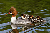 Common Merganser (Mergus merganser) mother carrying chicks on water, Upper Bavaria, Germany