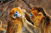 Golden Snub-nosed Monkey (Rhinopithecus roxellana) pair grooming, Qinling Mountains, Shaanxi, China