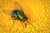 Blue Bottle Fly (Calliphoridae) feeding on flower nectar, western Oregon
