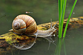 Edible Snail (Helix pomatia), Switzerland